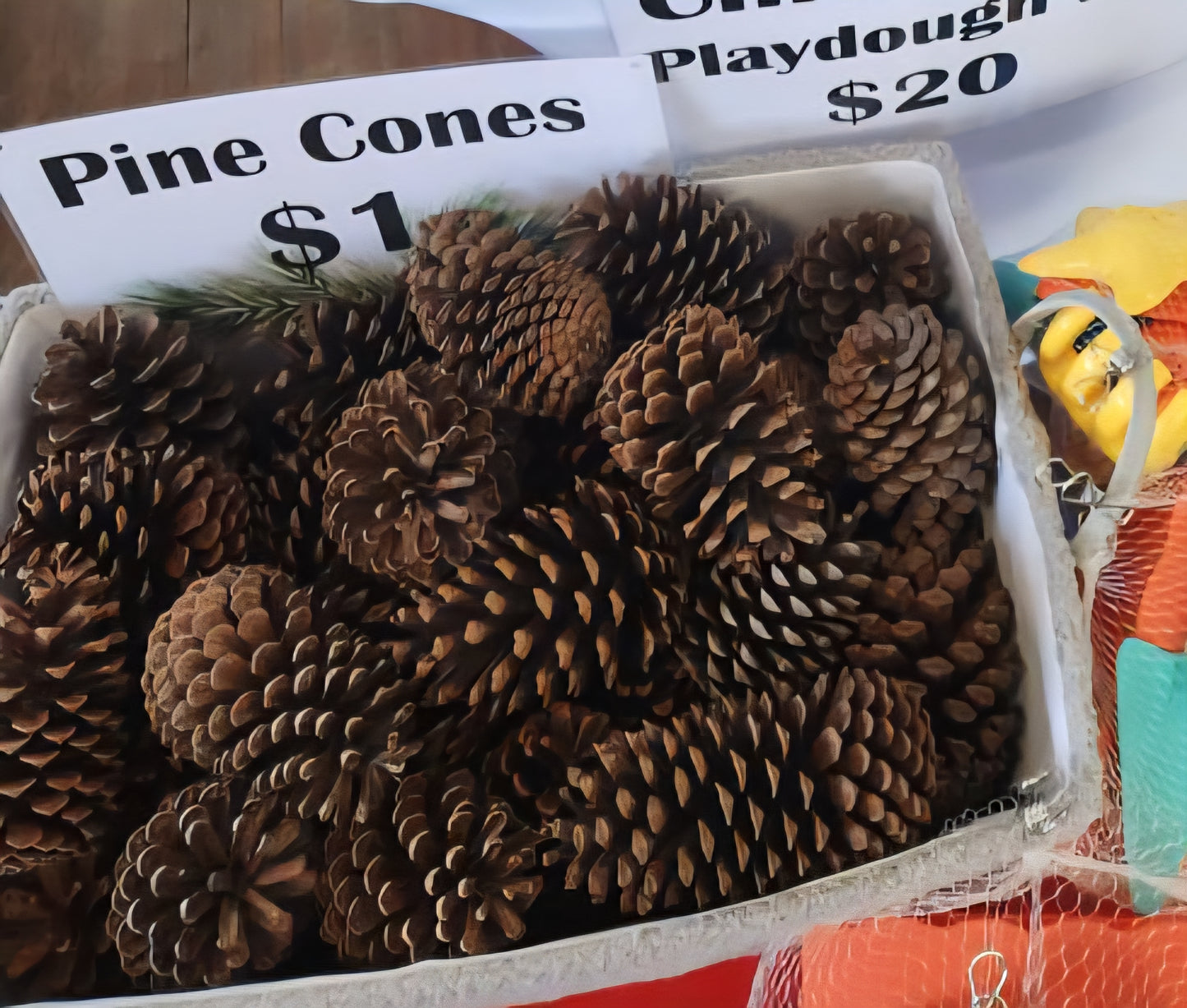 Real Pine Cones